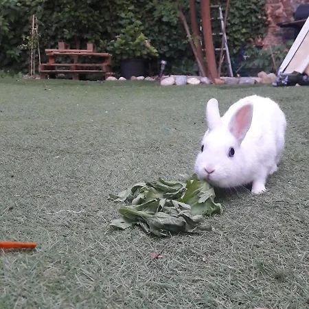 Le Jardin De Mimi Apartamento *